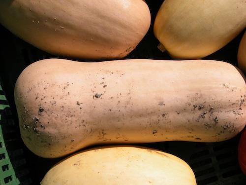 Butternut