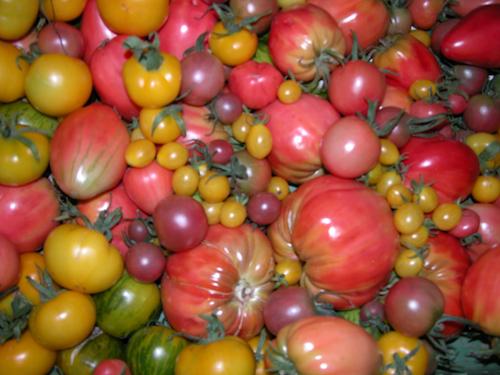 Tomaten Spez